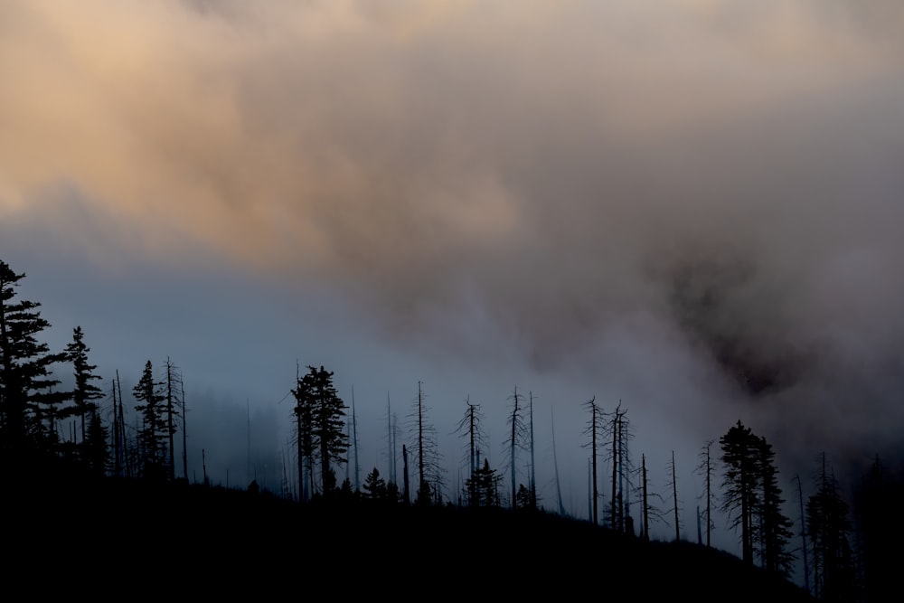 silhouette of trees under cloudy sky during daytime