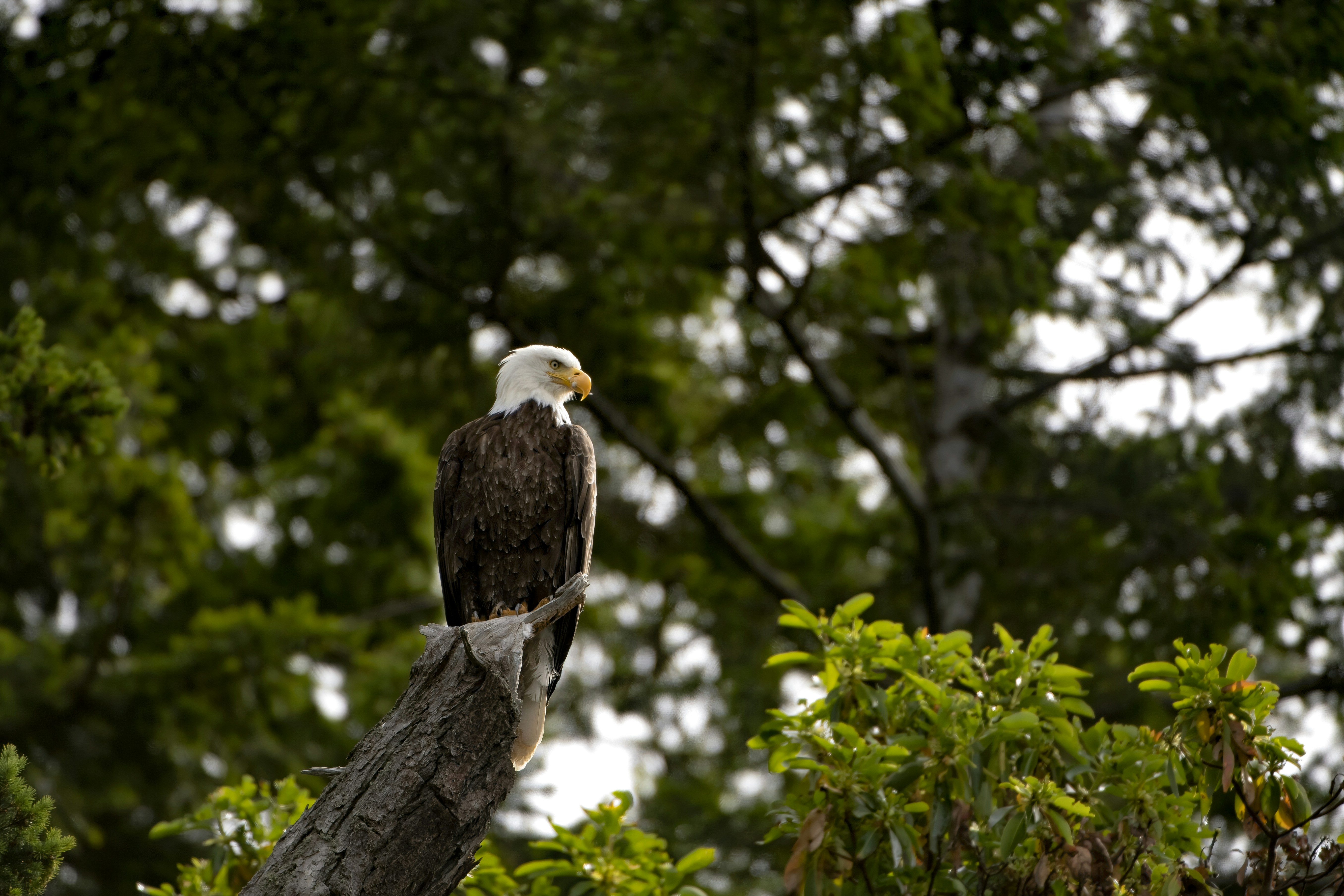 white and brown bird on tree branch during daytime