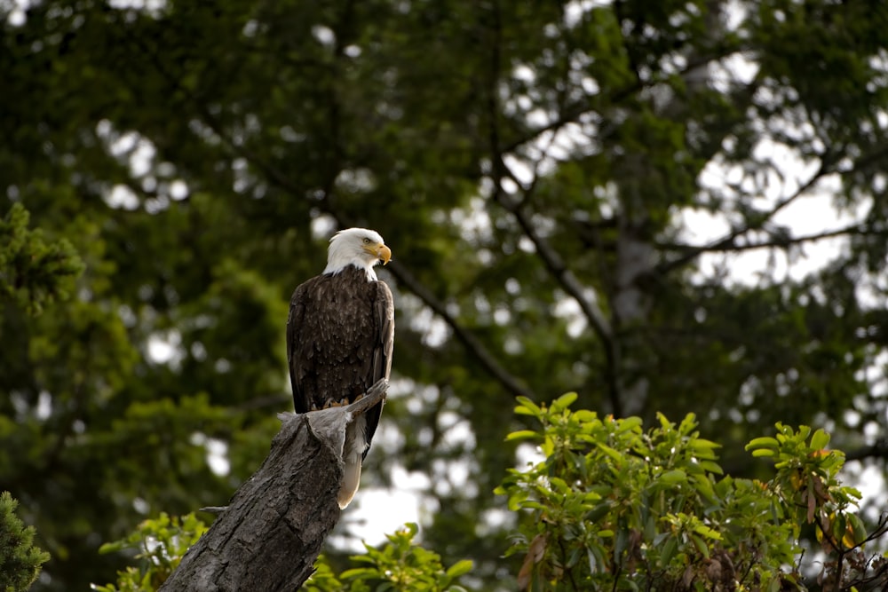 white and brown bird on tree branch during daytime