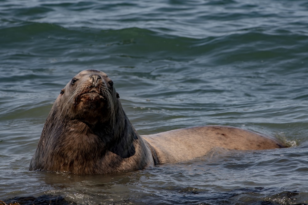 brown seal on body of water during daytime