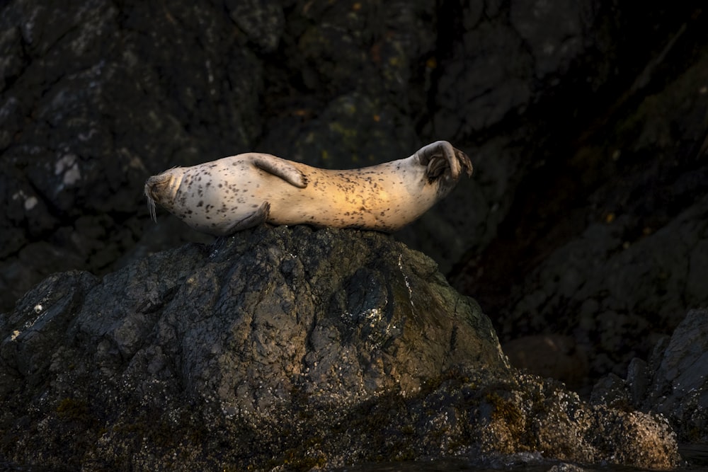 white seal on black rock