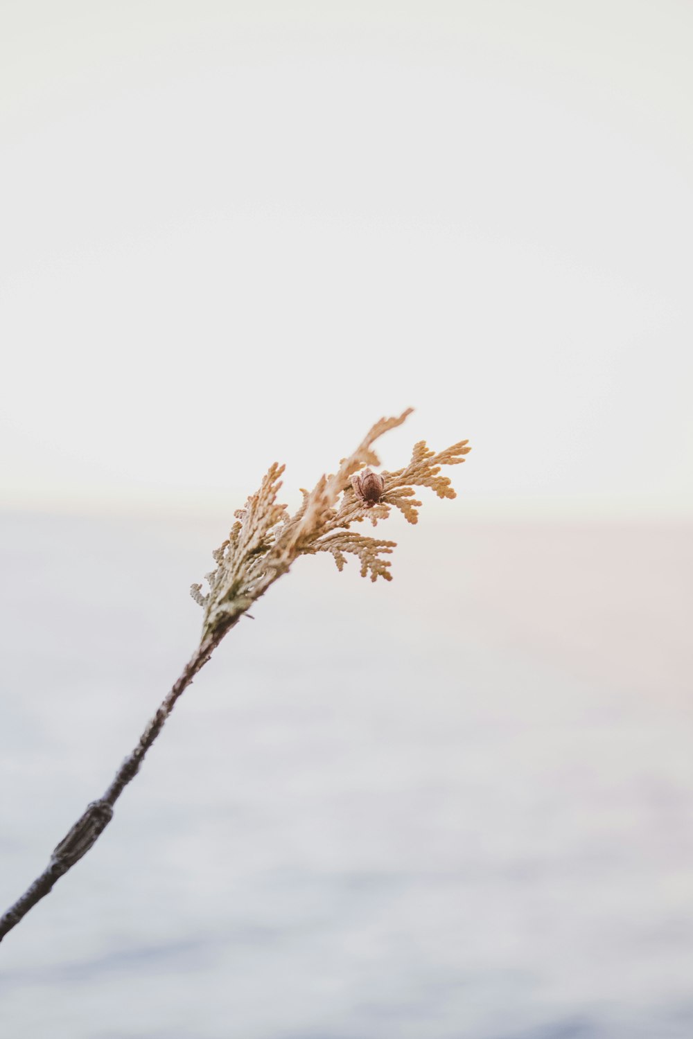 brown dried leaf on brown stem