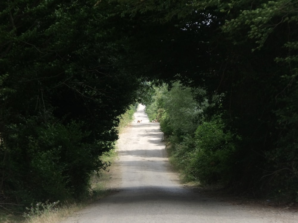 gray concrete road between green trees during daytime