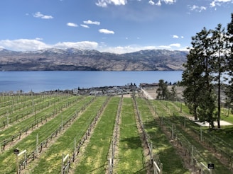 A vineyard stretches out towards a serene body of water, with rows of grapevines neatly aligned. In the background are sprawling hills and mountains partially covered in snow under a clear blue sky. A few scattered clouds dot the sky, and the shoreline features small buildings and trees.