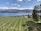 A vineyard stretches out towards a serene body of water, with rows of grapevines neatly aligned. In the background are sprawling hills and mountains partially covered in snow under a clear blue sky. A few scattered clouds dot the sky, and the shoreline features small buildings and trees.