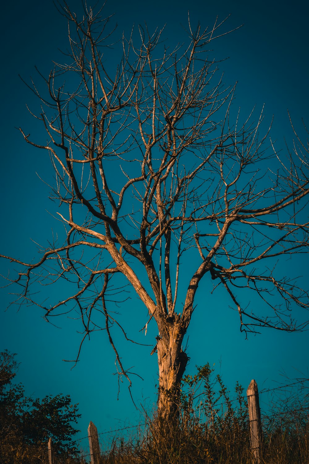 昼間の青空の下で裸の木