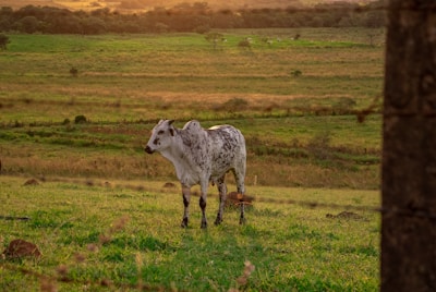 white and black cow on green grass field during daytime