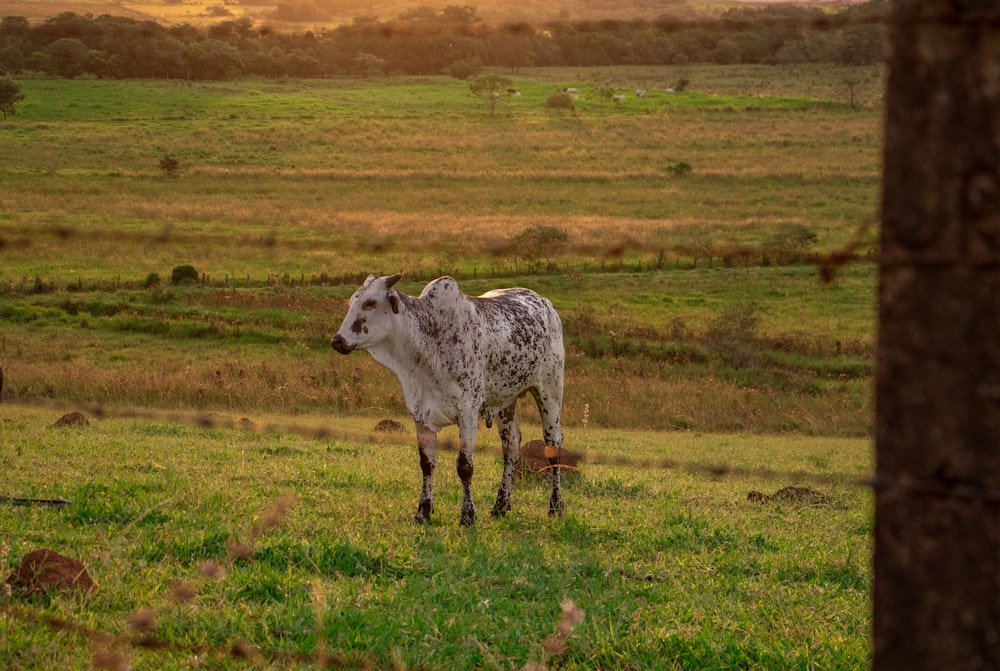 mucca bianca e nera sul campo di erba verde durante il giorno
