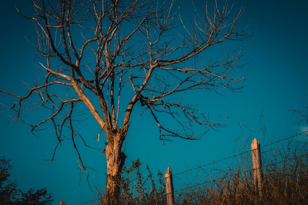 bare tree under blue sky during daytime