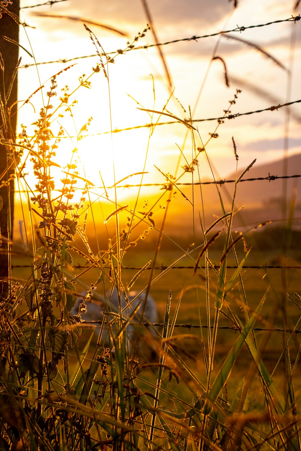 green grass near body of water during sunset