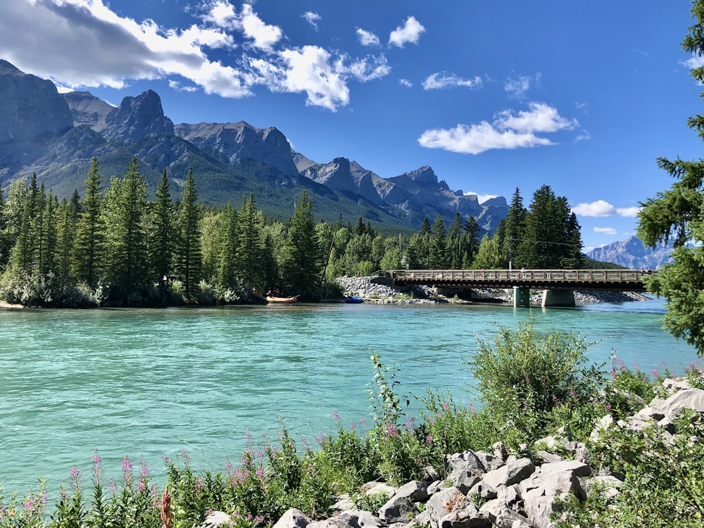 Grüne Kiefern in der Nähe von Gewässern unter blauem Himmel während des Tages