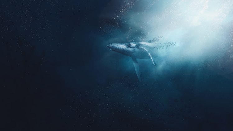 A whale in the water