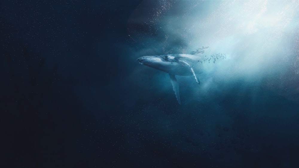 Tiburón blanco y negro en el agua
