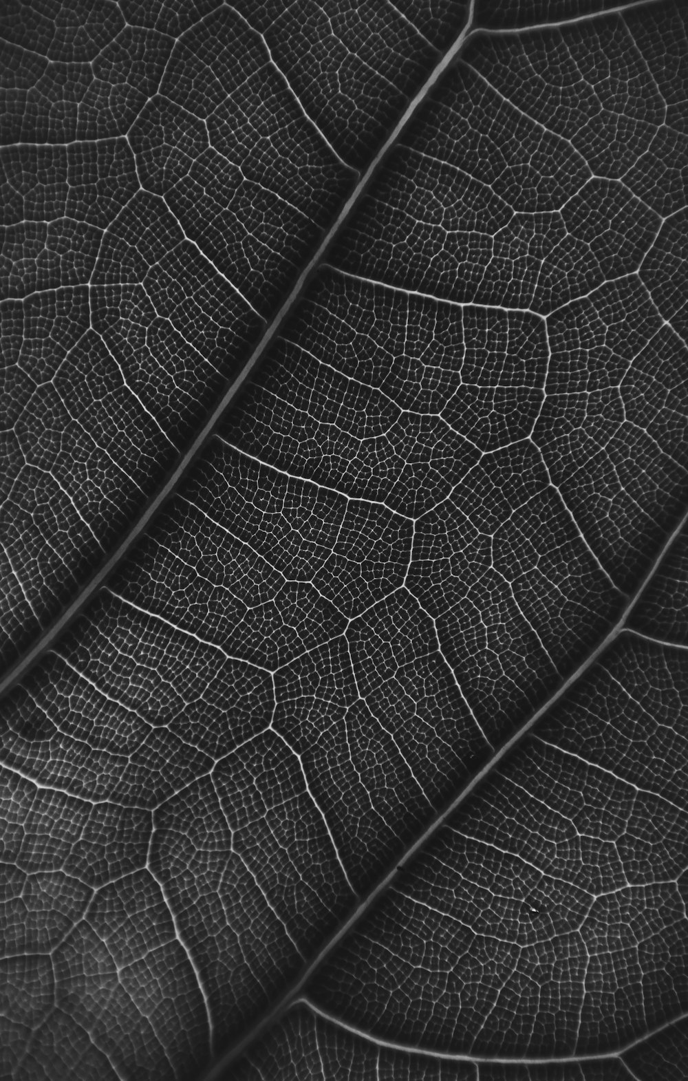 grayscale photo of leaf with water droplets