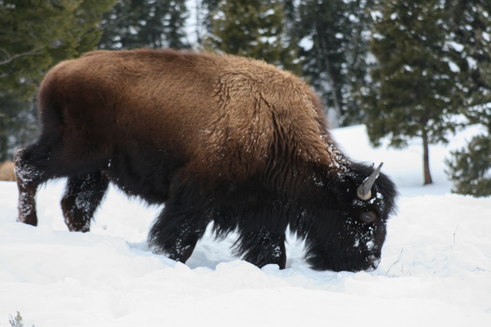 black bison on snow covered ground during daytime