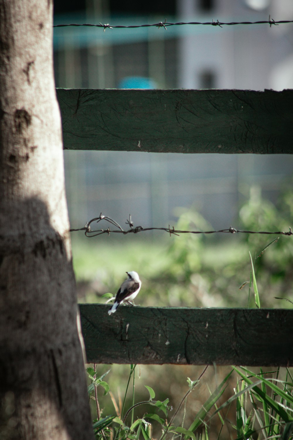 white and black bird on brown tree branch during daytime