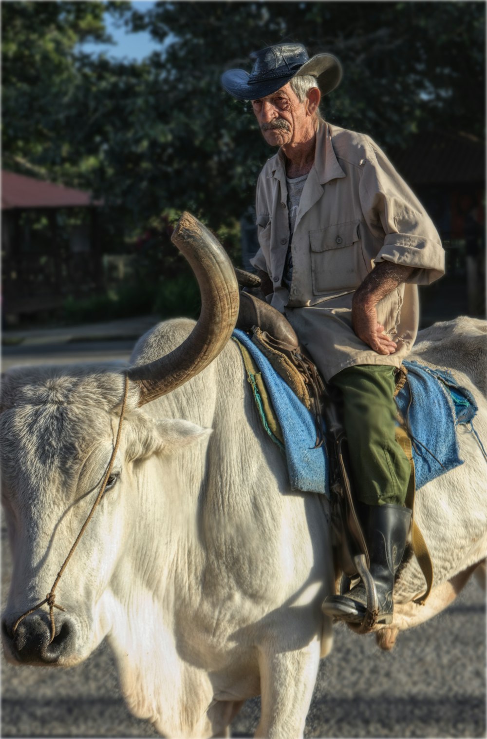 man in white button up shirt and blue denim jeans sitting on white cow