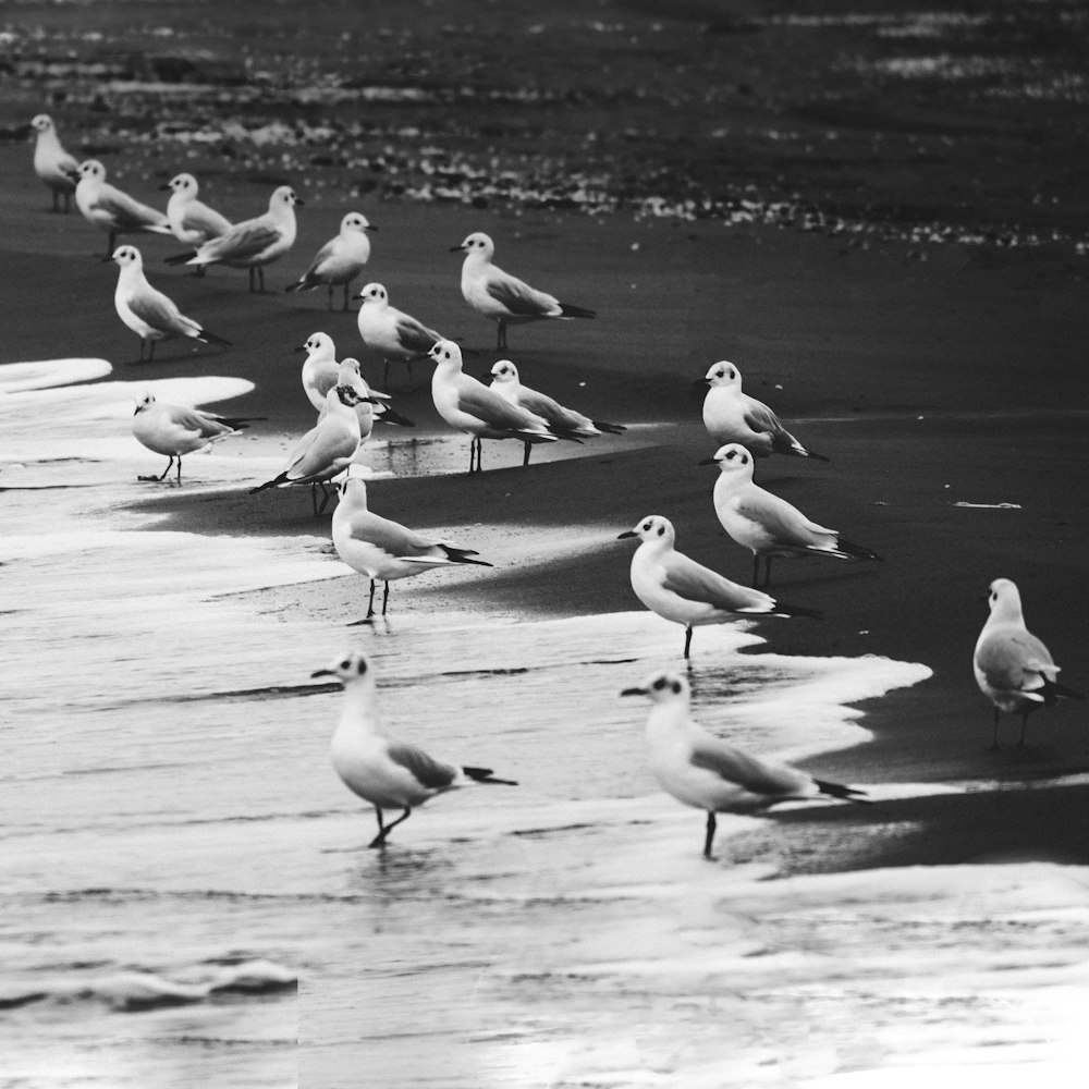 flock of birds on water during daytime