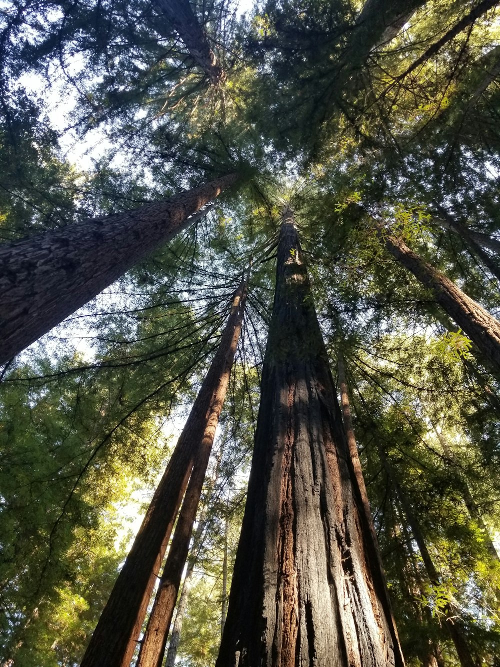 low angle photography of green trees during daytime