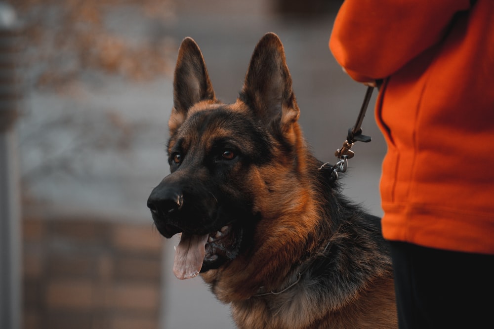 black and tan german shepherd