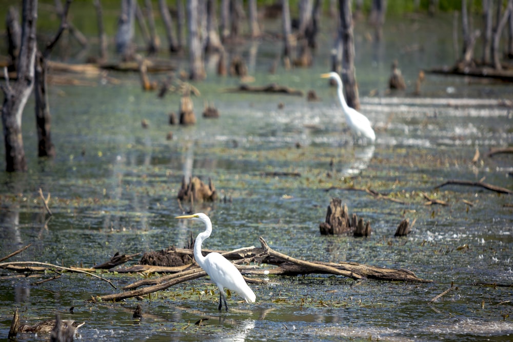 white swan on body of water during daytime