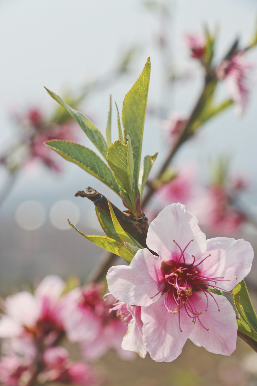 Flor de cerezo rosa en fotografía de primer plano