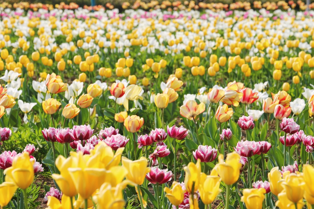 yellow and red tulips field during daytime