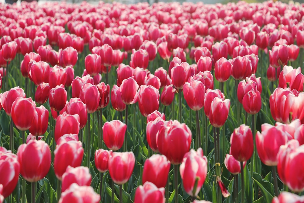 red tulips field during daytime