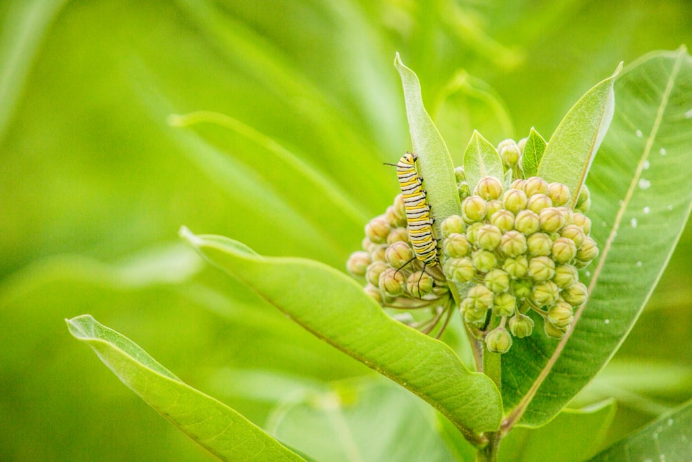green caterpillar on green plant