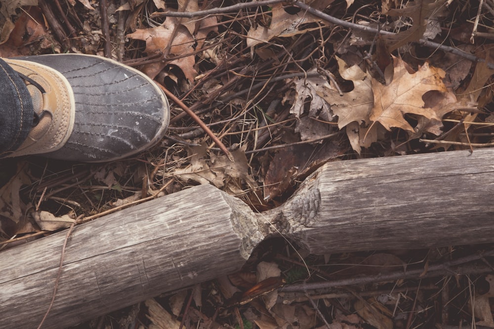 brown dried leaves on ground