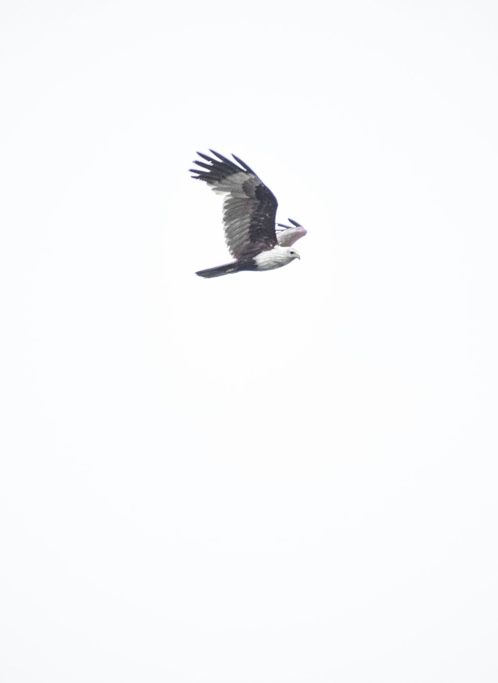 black and white bird flying