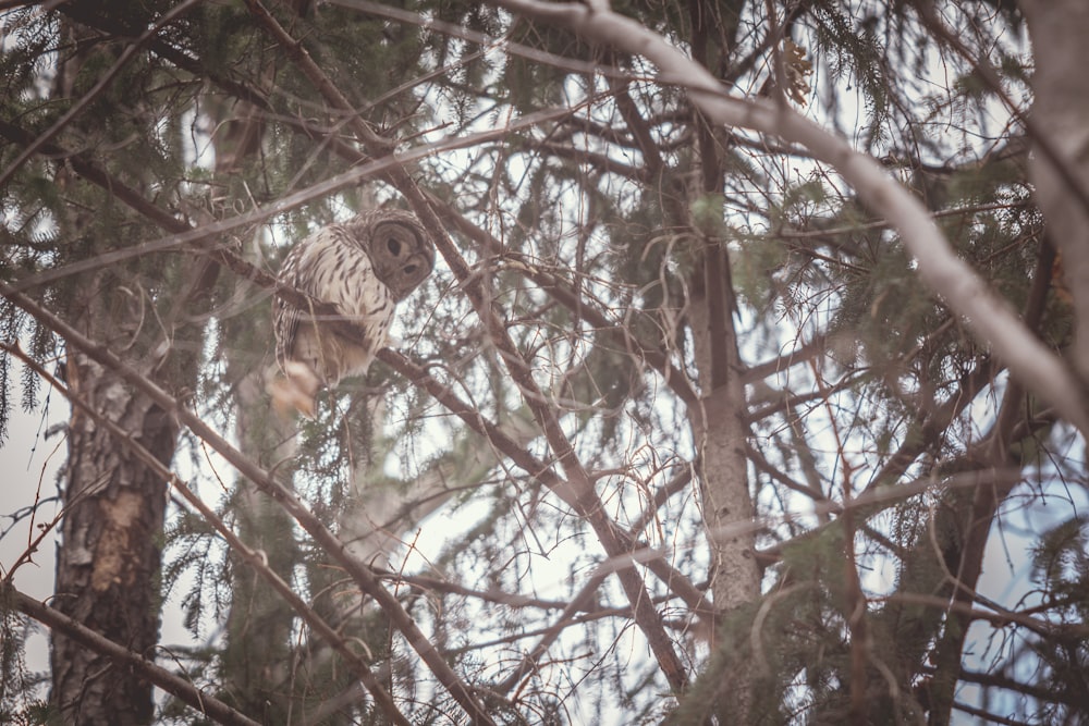 brown owl on brown tree branch during daytime