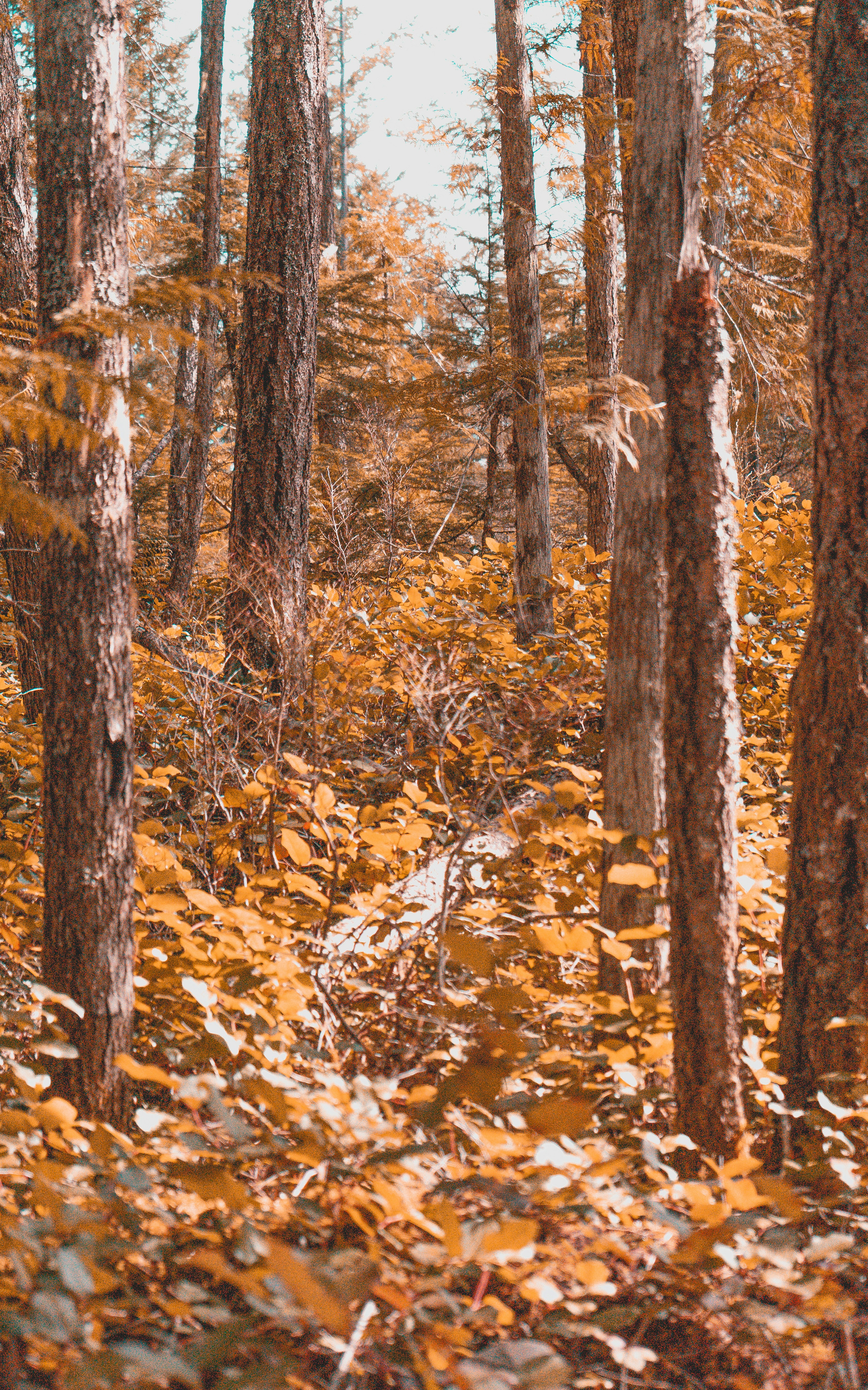 Photo by colefreeman