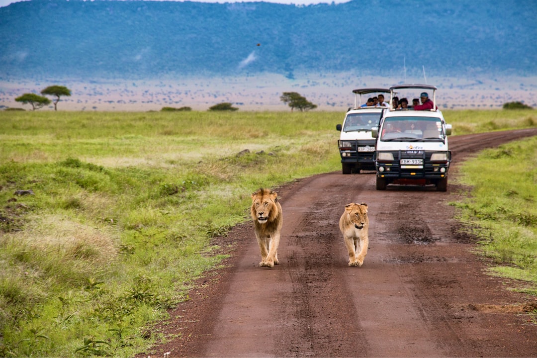 brown lion and lioness walking on dirt road during daytime