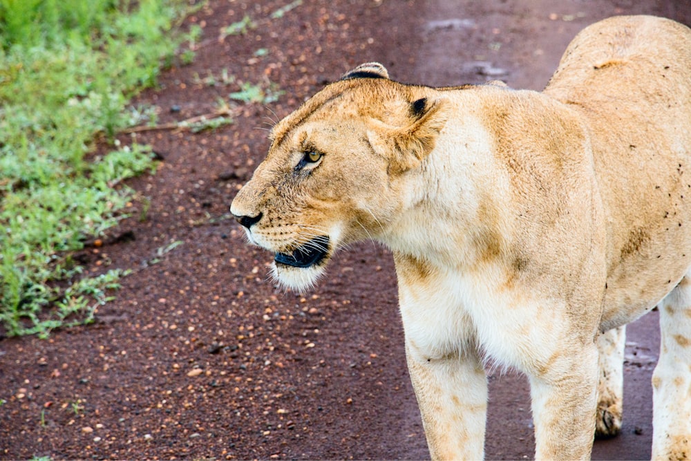 brown lioness walking on brown dirt during daytime