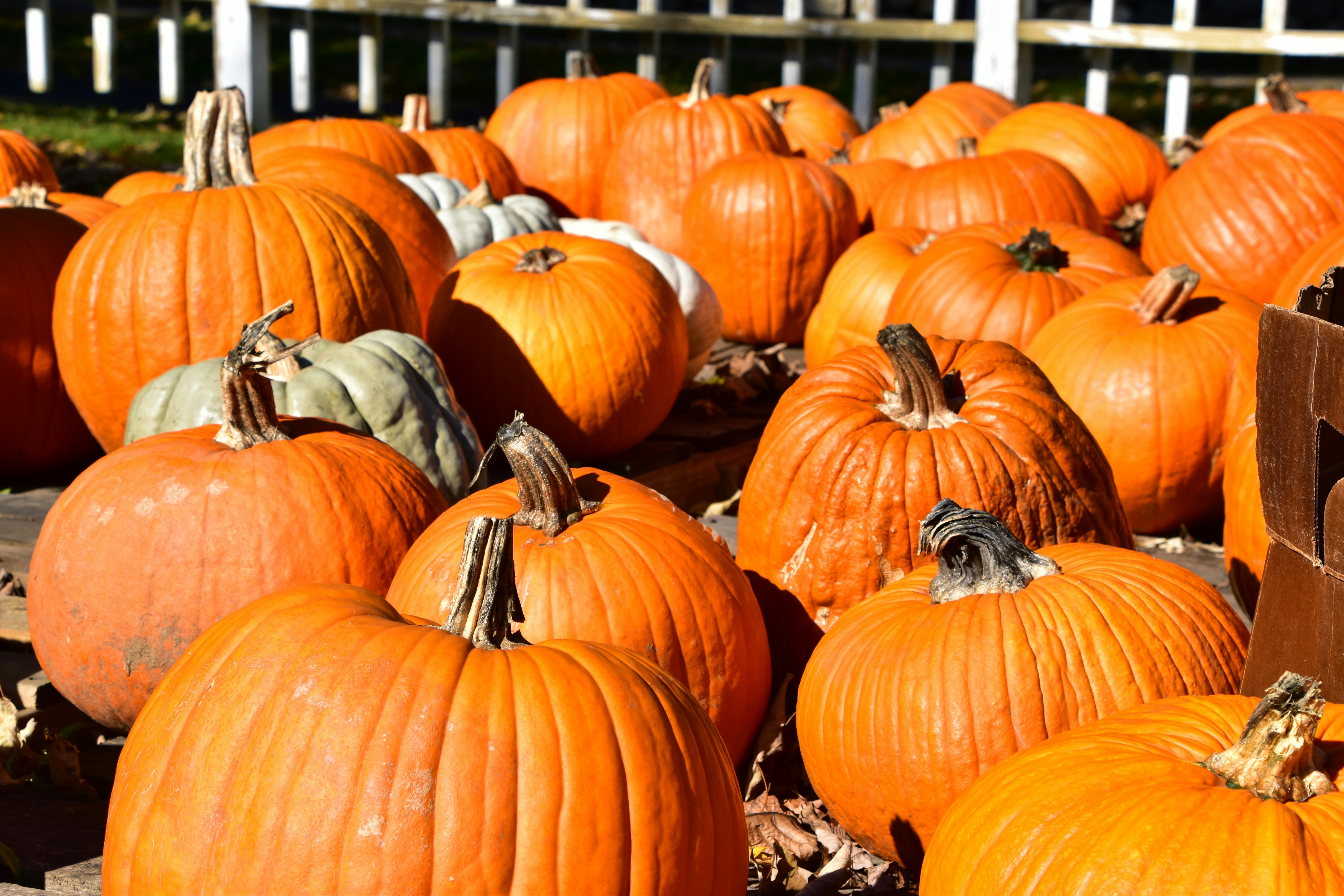 Photo by cindie_photographer