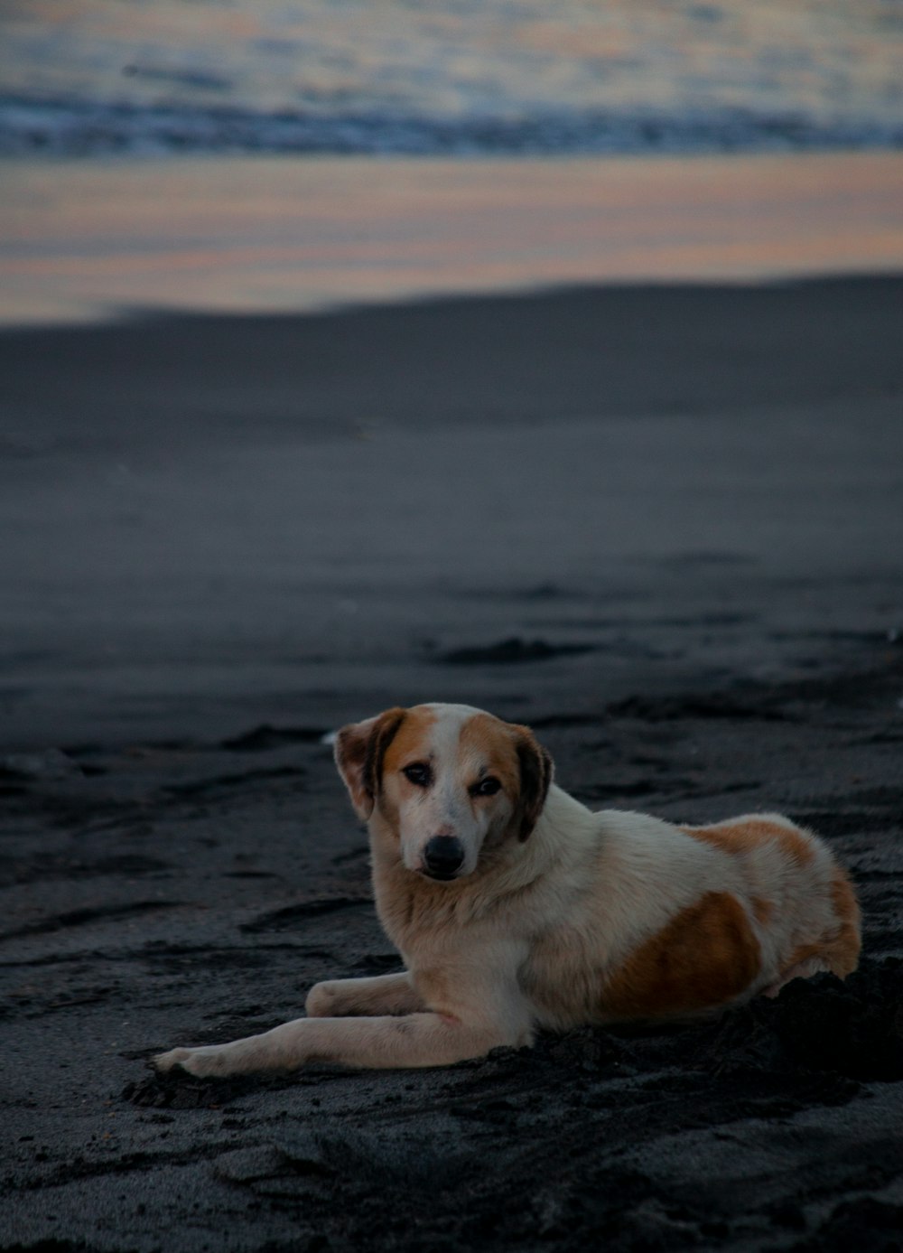 昼間にビーチに横たわる茶色と白の短いコートの犬