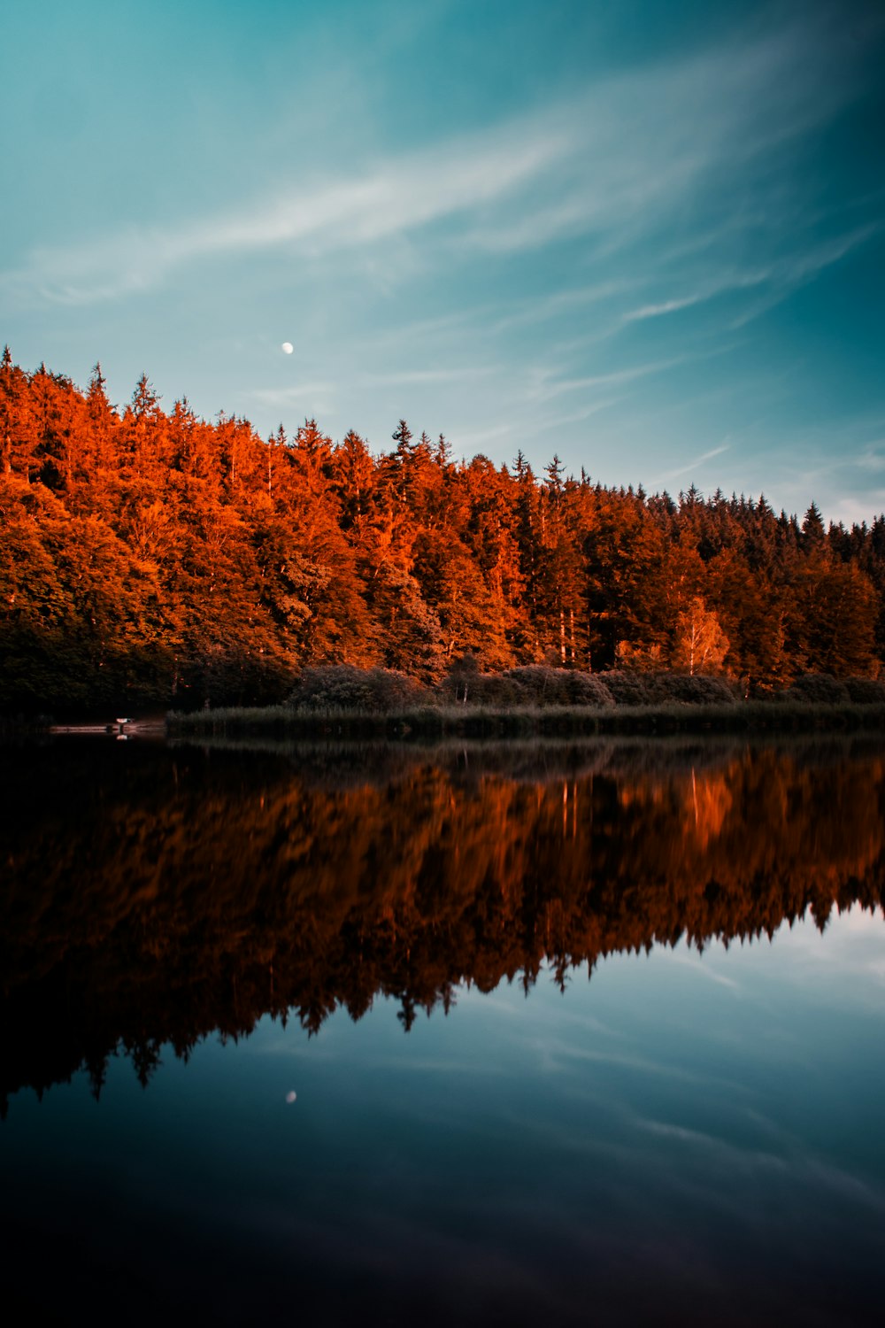 brown trees beside body of water under blue sky during daytime