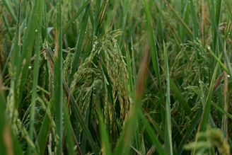 Close-up of wet rice fields with morning dew in Jatiluwih