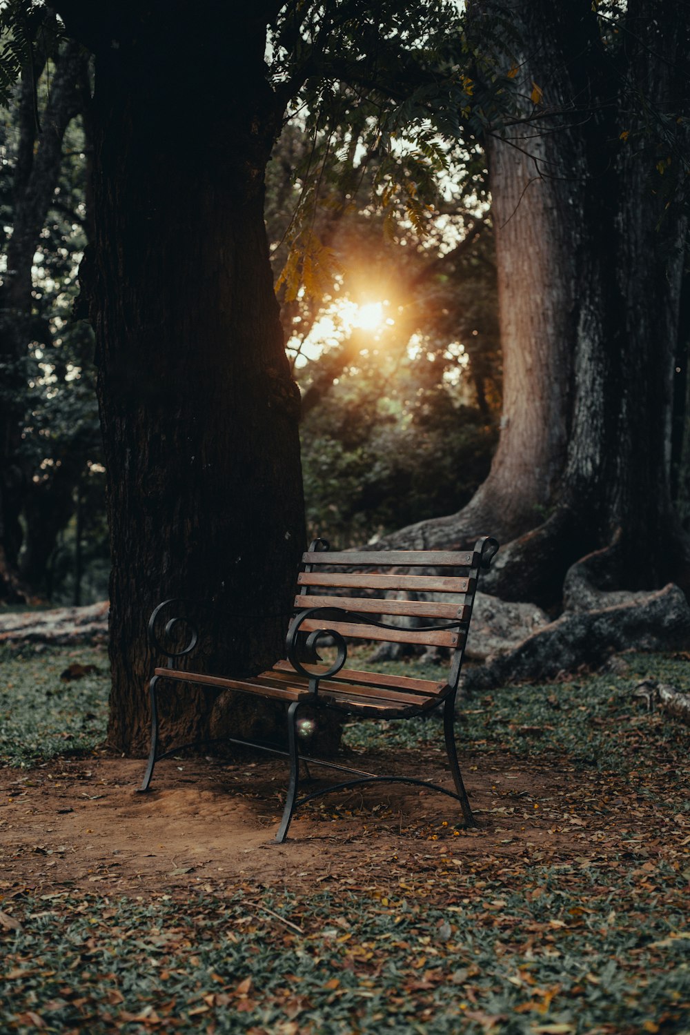 brown wooden bench near tree during sunset