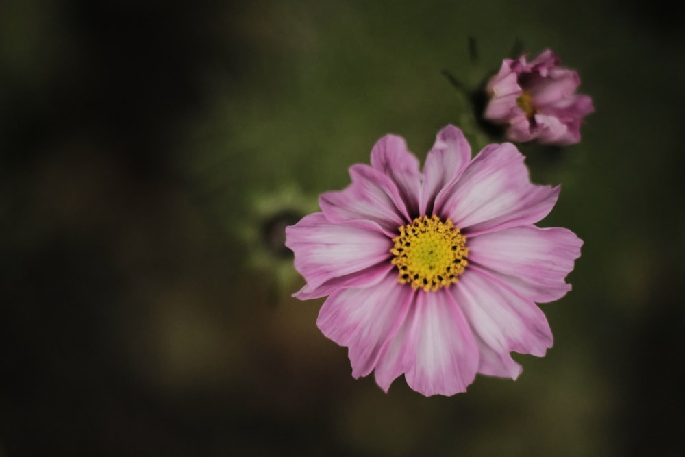 pink flower in tilt shift lens