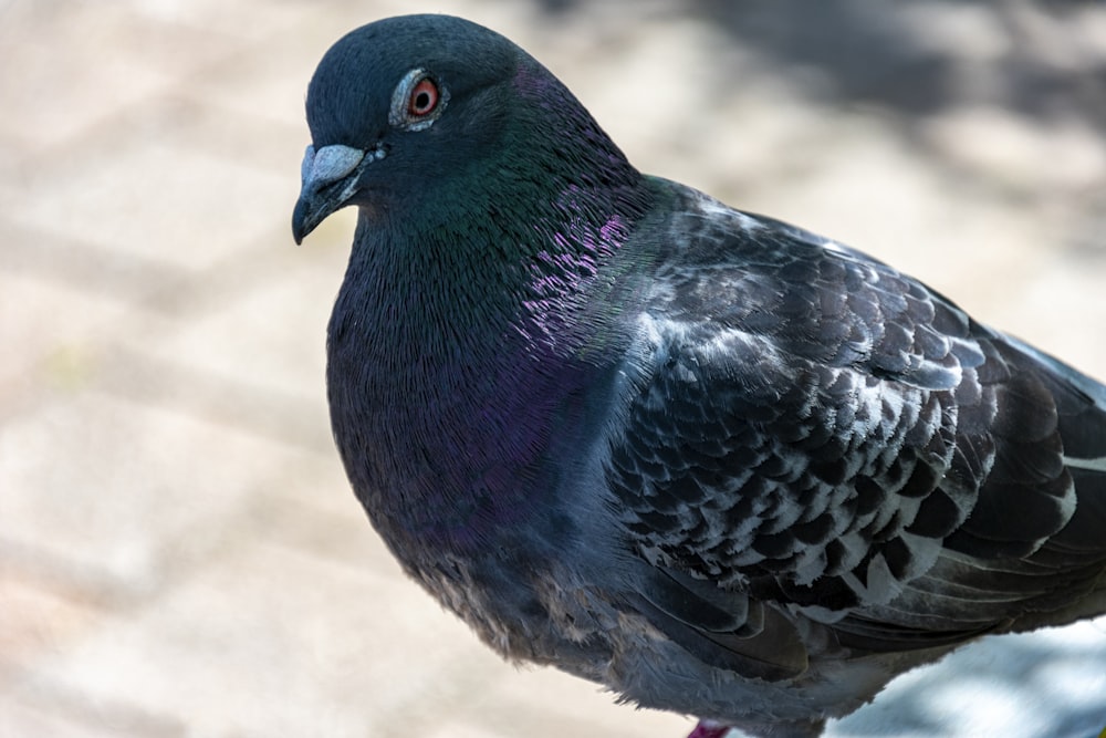 blue and black bird on brown sand during daytime