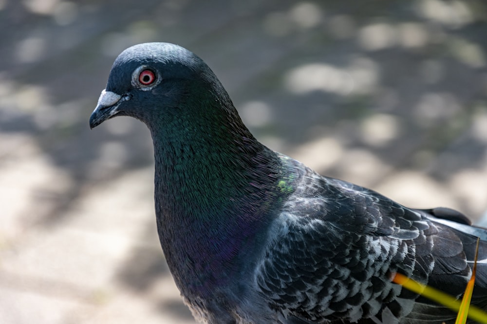 blue and black bird in close up photography