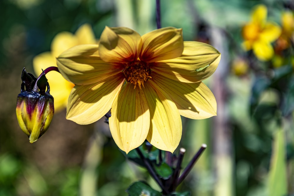 yellow flower in tilt shift lens