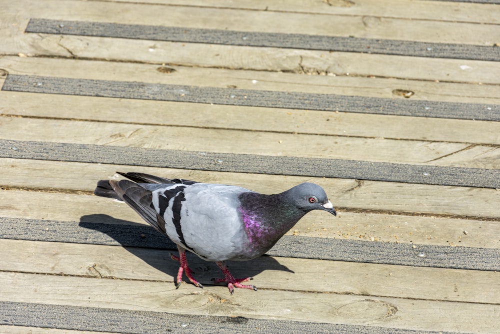 piccione grigio e bianco su pavimento di cemento marrone