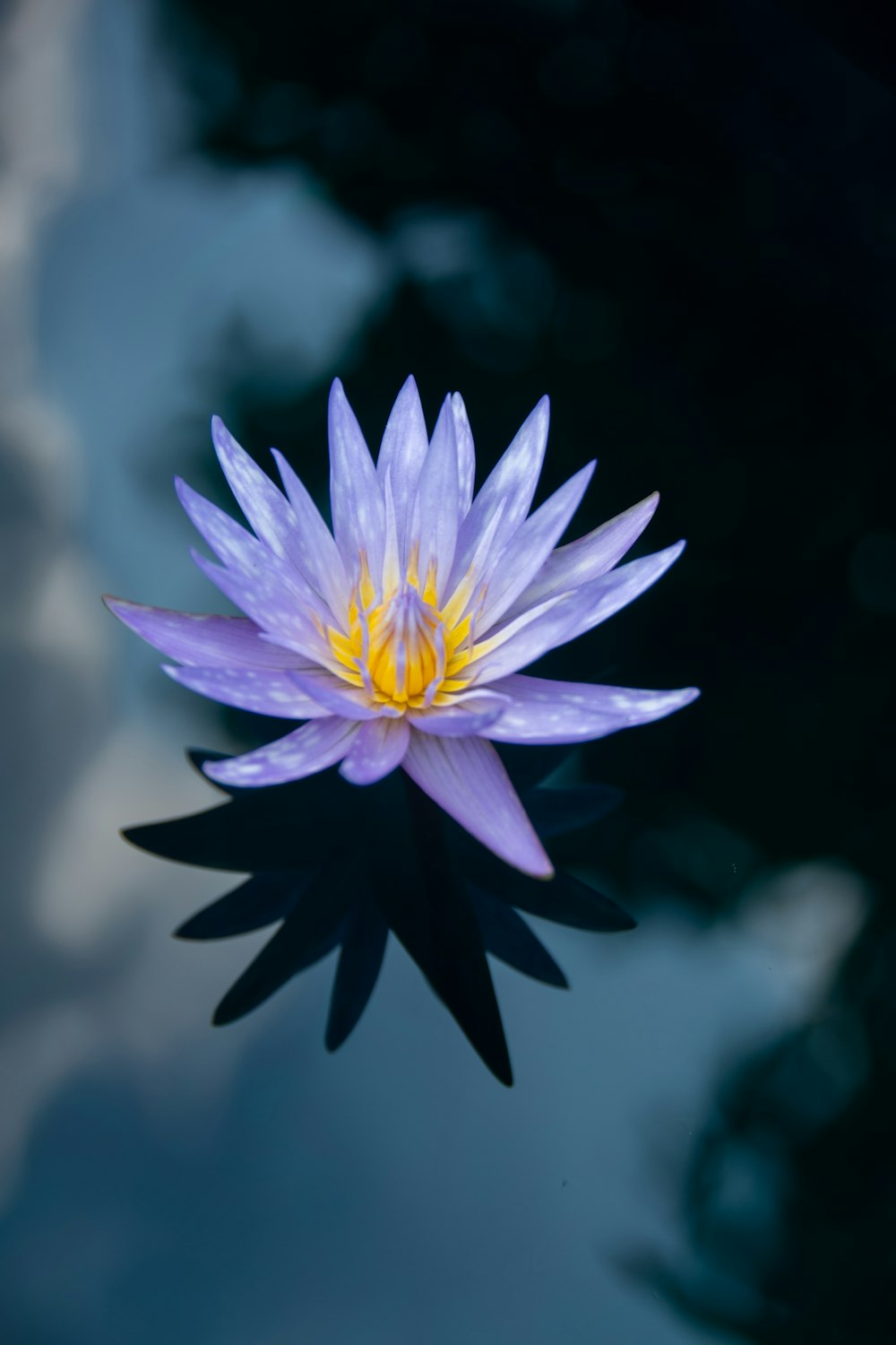 purple and white flower in close up photography