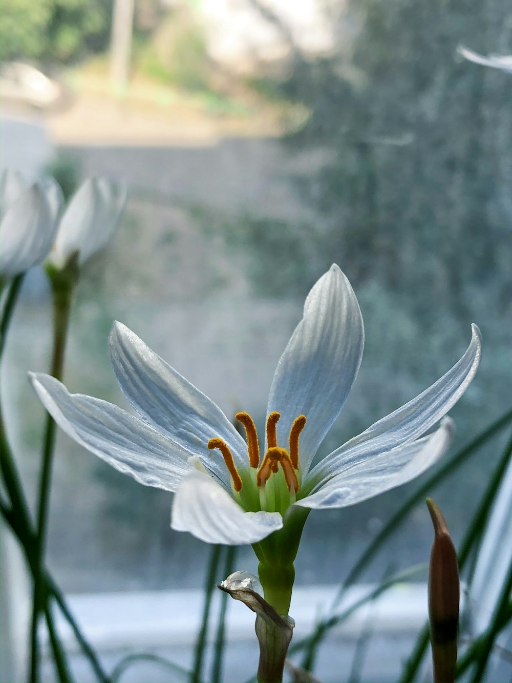 Foto flor de açafrão branco e roxo em flor durante o dia – Imagem de Planta  grátis no Unsplash