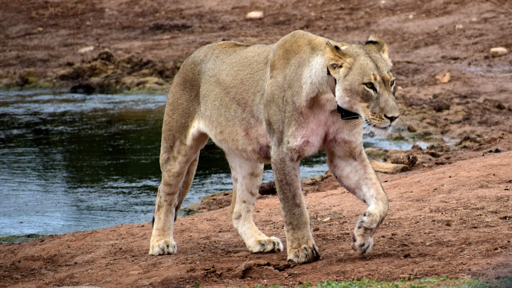 brown lioness on brown sand during daytime