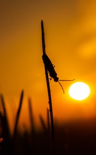 A silhouette of an insect perched on a vertical plant stem against a vibrant orange sunset background. The sun is low on the horizon, creating a warm and serene ambiance.