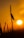 A silhouette of an insect perched on a vertical plant stem against a vibrant orange sunset background. The sun is low on the horizon, creating a warm and serene ambiance.